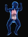 a babys internal organs Royalty Free Stock Photo