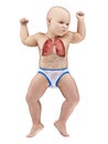 A babys lung