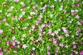 Babysbreath gypsophila or gypsophila paniculata small colorful flowers nature background