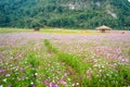 Bac Son Flower Valley or Thung Lung Hoa Bac son in Vietnamese, Lang Son