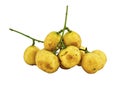 Baccaurea ramiflora fruits