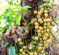 Baccaurea ramiflora on the tree