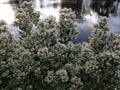 Female Baccharis Halimifolia Plant in the Fall.