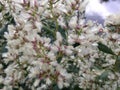 Female Baccharis Halimifolia Plant in the Fall.