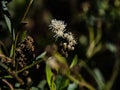 Baccharis salicifolia plant at Balboa Lake in San Fernando Valley, Los Angeles