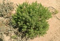 Baccharis Tola Plants, an Unique Desert Plants in Puna Grassland, Andean Altiplano, Bolivia Royalty Free Stock Photo