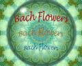 Bach flowers crystal ball