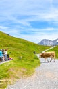 Bachalpsee, Grindelwald, Switzerland - August 16, 2019: Brown cow walking on a hiking path in the Swiss Alps. Tourists relaxing on Royalty Free Stock Photo