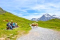 Bachalpsee, Grindelwald, Switzerland - August 16, 2019: Tourists relaxing on a bench in the Swiss Alps. Cows grazing and walking Royalty Free Stock Photo