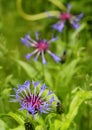 Bachelor Button (Centaurea Montana) Royalty Free Stock Photo