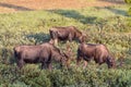 Bachelor Group of Bull Moose. Shiras Moose of The Colorado Rocky Royalty Free Stock Photo