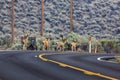 Bachelor herd of deer walking down the side of a paved road in Nevada