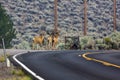 Bachelor herd of deer walking down the side of a paved road in Nevada