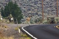 Bachelor herd of deer walking down the side of a paved road in Nevada