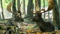 Bachelor herd Fallow deer (Dama dama) lying down