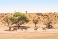 Bachelor Herd of Kudu