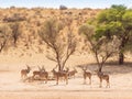 Bachelor Herd of Kudu