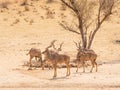 Bachelor Herd of Kudu