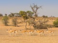 Bachelor Herd of Springbok