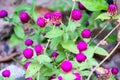 Bachelor s button, Button agaga, Everlasting, Gomphrena, Globe amaranth, Pearly everlasting is name of this flower
