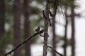 Bachman`s Sparrow Peucaea aestivalis 1 Royalty Free Stock Photo