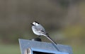 Bachstile sits relaxed on a silver shield in the sun