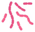 Bacilli bacteria. Pink rod cells of infection disease