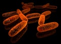 Bacillus Royalty Free Stock Photo