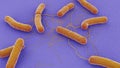 Bacillus anthracis Anthrax macro Royalty Free Stock Photo