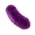 Bacillus bacteria cisolated with clipping path