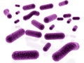 Bacillus bacterias