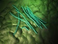 The Bacillus cereus - close up Royalty Free Stock Photo