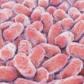 Bacillus Royalty Free Stock Photo