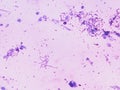 Bacillus megatherium microscopic gram staining