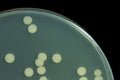 Bacillus sp. on Trypticase soy agar agar plate . Colony bacteri
