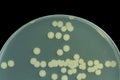 Bacillus sp. on Trypticase soy agar agar plate . Colony bacteri