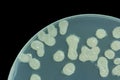 Bacillus sp. on Trypticase soy agar agar plate . Colony bacteri Royalty Free Stock Photo