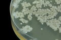 Bacillus sp. on Trypticase soy agar agar plate . Colony bacteri