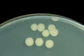 Bacillus sp. on Trypticase soy agar agar plate . Colony bacteri