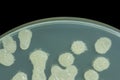 Bacillus sp. on Trypticase soy agar agar plate . Colony bacteri Royalty Free Stock Photo