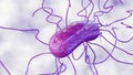 Bacillus subtilis bacterium with peritrichous flagella Royalty Free Stock Photo
