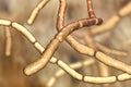 Bacillus subtilis, gram-positive bacteria, used as fungicides on plants