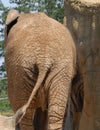 Back Of African Elephant