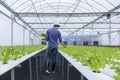 Back of Asian local farmer growing their own green oak salad lettuce in the greenhouse using hydroponics water system organic