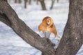 Back of Basenji dog descending down from an apricot tree while hunting for birds