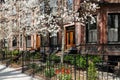 Back Bay brownstones in the spring