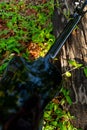 back of black classical guitar on the grass Royalty Free Stock Photo