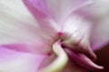 Back of the Blossom of a Dendrobium Orchid Creates A Face