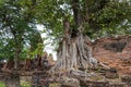 Back of Bodhi Tree where the Buddha Head is trapped in Wat Mahathat