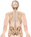 Back bones ribs and hip 3d medical vector illustration